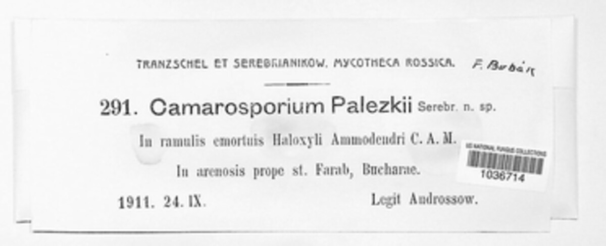 Camarosporium palezkii image
